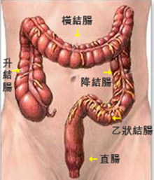 結腸結構圖